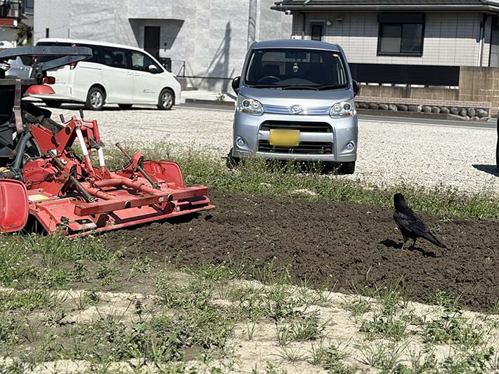 フレーベル_畑仕事トラクターで土を耕す