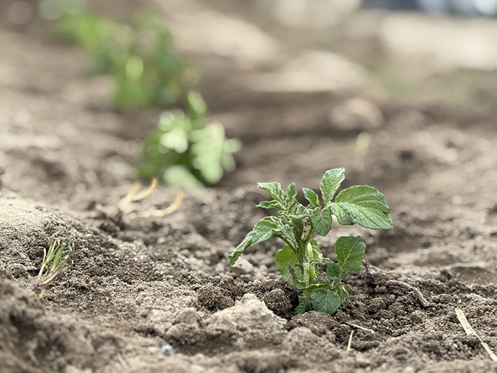 フレーベル_畑仕事じゃがいもの種芋を植えます