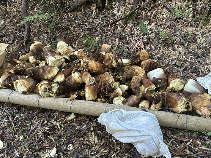 オリーブ_たけのこ堀り