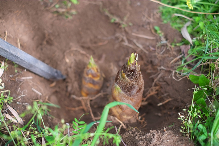 オリーブ_たけのこ堀り