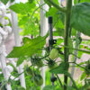オリーブ_ベランダ菜園夏野菜