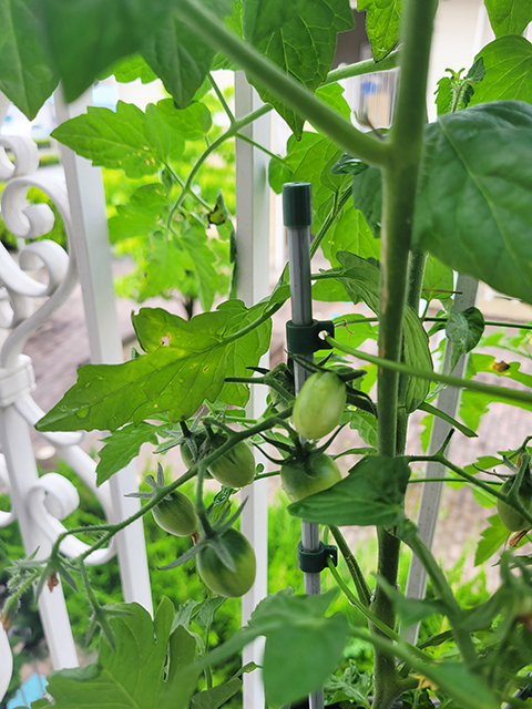 オリーブ_ベランダ菜園夏野菜