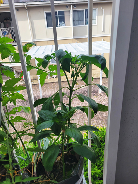 オリーブ_ベランダ菜園夏野菜