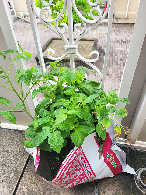 オリーブ_ベランダ菜園夏野菜