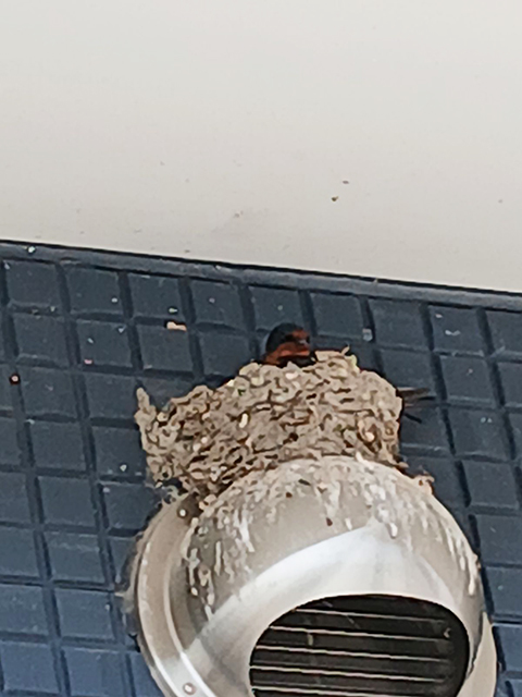 フレーベルにやってきた燕たち