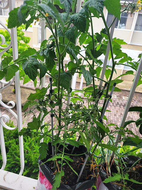 オリーブ_ベランダ菜園夏野菜