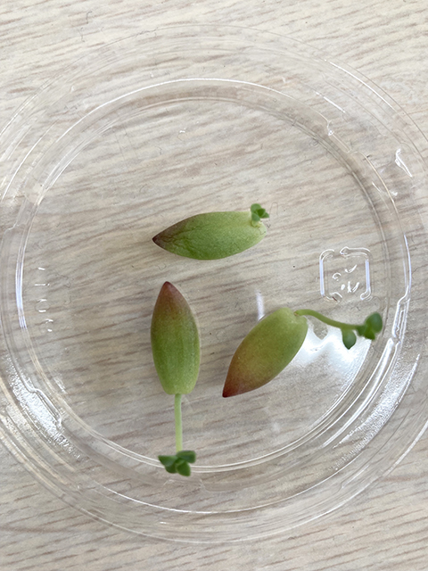多肉植物の葉から芽吹いた新たな芽