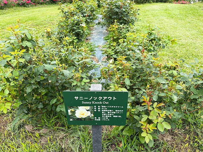 一般的なバラとは一線を画す、爽やかな淡い黄色が特徴のバラ「サニーノックアウト」。