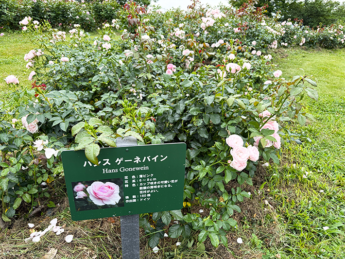 柔らかな淡いピンク色が可愛らしい印象を与えるバラ「ハンスゲーネバイン」。