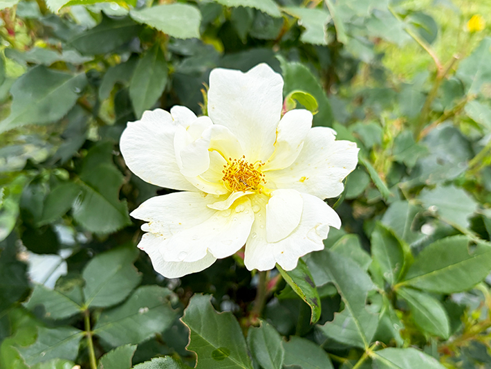 サニーノックアウトのレモンイエローに近い明るい花色が、光を受けて輝く様子。