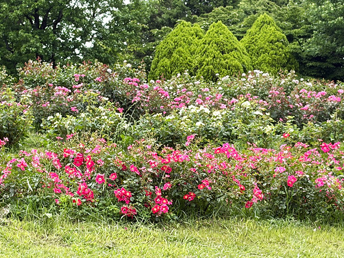 色とりどりのバラが植栽された138タワーパーク内のバラ園。散策路が整備され、緑豊かな木々に囲まれた憩いの空間