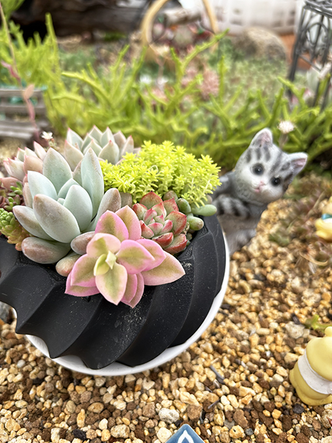 フレーベルの多肉植物とITカレッジ愛西・ろーたすの3D技術が融合した、世界に一つだけのオリジナル鉢作品