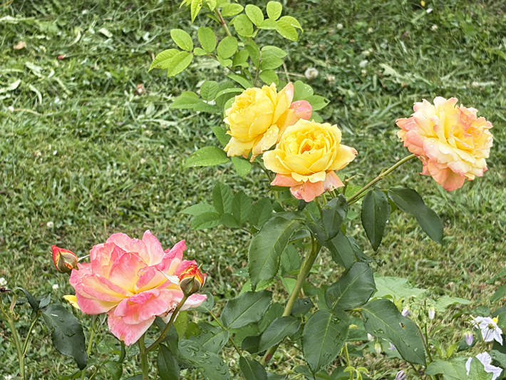 複数の色が混ざり合い、名前の通りトロピカルで華やかな印象を与えるバラ「トロピカルシャーベット」。