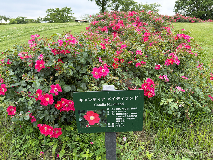 鮮やかな赤色が目を引き、ポピーを彷彿とさせる個性的なバラ「キャンディア メイディランド」。