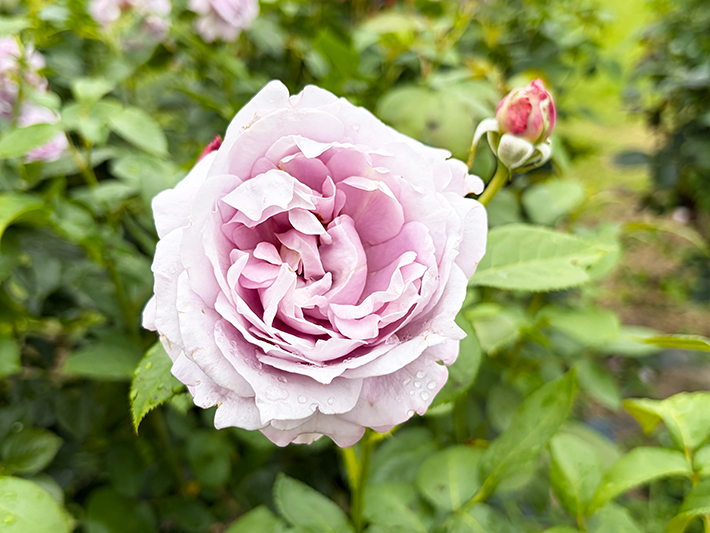 ノヴァーリスの繊細な紫色の花びらが幾重にも重なり、優雅な雰囲気を醸し出す接写写真。
