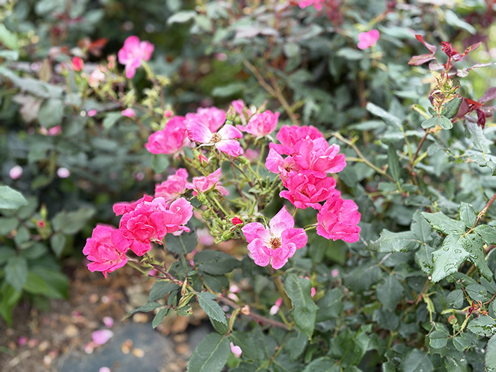 ピンクノックアウトの花弁が重なり合う様子を捉えた近接写真。鮮明なピンクのグラデーションが美しい。