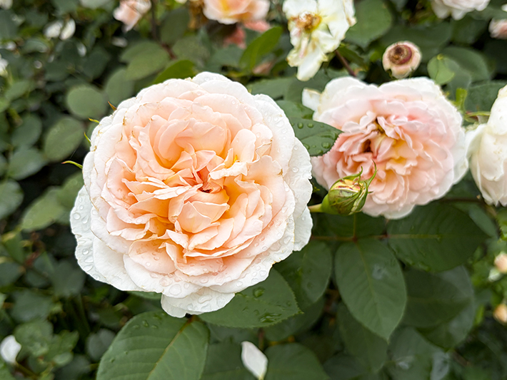 メルヘンツァバーの中心部から広がる複雑な花弁の重なりと温かみのある色彩のアップ。