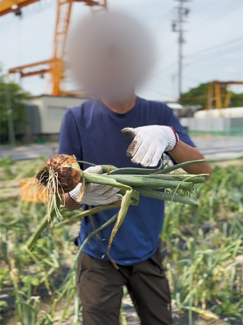 収穫したばかりの玉ねぎを手に取り、春からの成長を実感する様子。一つひとつ愛情を込めて育てた農作業の達成感を伝える一枚