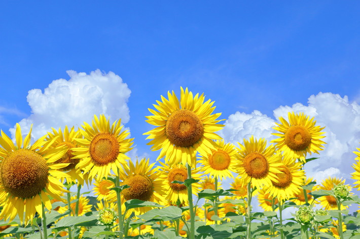 鮮やかな夏の青空を背景に、太陽に向かって咲き誇る向日葵(ひまわり)の風景。NPO法人 障害者雇用創造センターの2026年夏季休業(お盆休み)をお知らせするイメージ画像であり、8月13日(木)から16日(日)までの休業期間と、17日(月)からの営業再開について案内している。