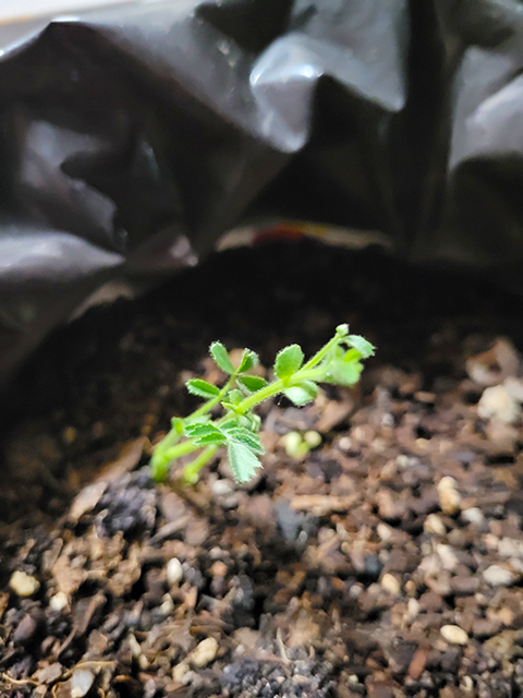 小さな植木鉢の土から、可愛らしい緑色のひよこ豆の芽がひょっこりと顔を出した様子。初めての試みで芽が出るか心配していたスタッフの不安が吹き飛び、これからの生長への期待と育てる喜びを実感できた、記念すべき発芽の瞬間。