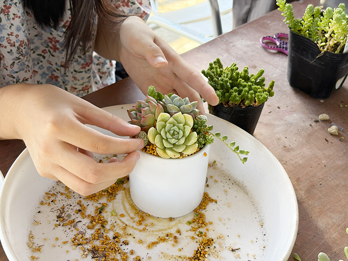 多肉植物の寄せ植えを体験する参加者の手元。一苗ずつ丁寧に配置を考え、土に触れることで癒やしを感じながら、世界にひとつだけのオリジナルアレンジメントを形にしていくクリエイティブなプロセス。