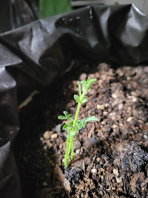 双葉がしっかりと開き、緑色の茎が上に向かって少しずつ伸びて生長しているひよこ豆の様子。毎日の地道な観察を通じて、植物の生命力の力強さと、ここからどんな姿に変化していくのかを見守るワクワク感に満ちた生長記録。