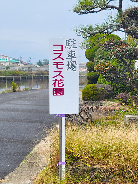 「駐車場 コスモス花園」と書かれた案内看板の写真。コスモス畑の入口周辺の様子。