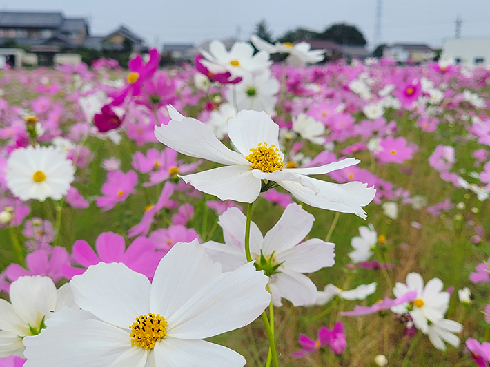 秋空の下で可憐に咲く白いコスモスの花を中心にとらえた透明感あふれる近接ショット。
