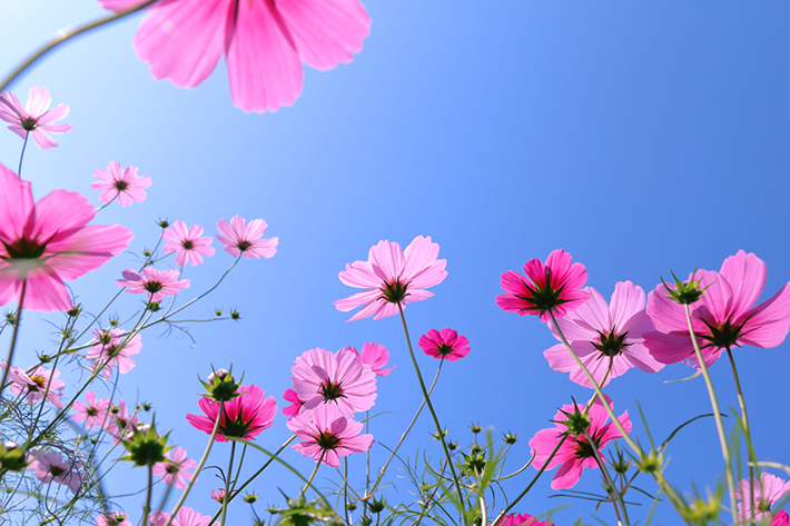 秋晴れの青空に向かって爽やかに咲き誇るピンク色のコスモス(秋桜)の花々。朝晩の涼しさや過ごしやすい秋の訪れ、心地よい季節の深まりを感じさせる自然のイメージ写真。