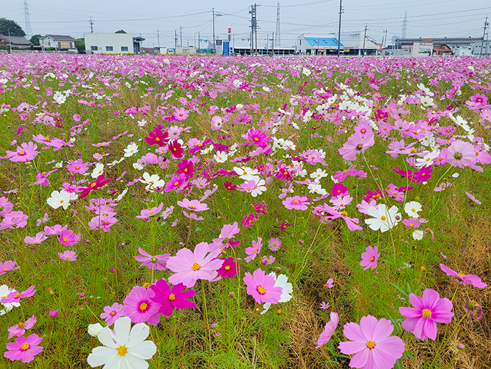 畑全体に群生するピンク・白・赤紫色の色とりどりなコスモスの花々が華やかに咲き揃う風景。