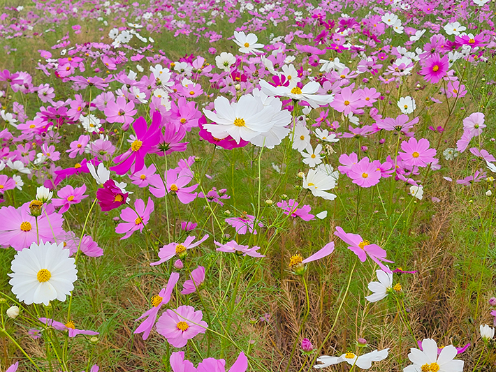手前に咲く大輪の白いコスモスと、周囲を彩るピンクの花々が引き立つクローズアップ写真。