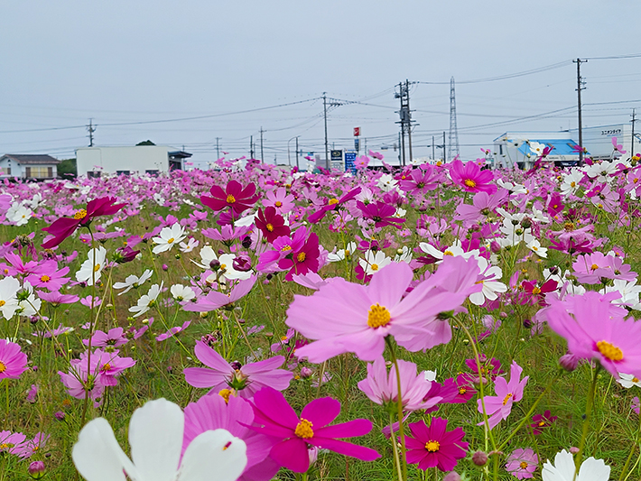 手前に鮮やかなピンクや白のコスモスの花が綺麗に咲き、奥まで一面の花畑が広がる風情ある景観。